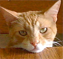 Atheist Cat atheistcat Twitter Atheist Cat atheistcat Twitter