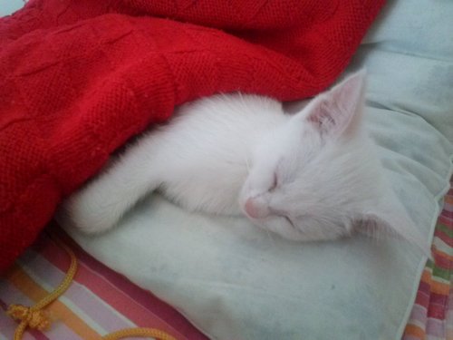 Amo gli animali, scrivere, leggere e sono una Neslidipendente **