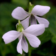 主に沖縄県の植物を中心に観察しています。
でもすみれも好きで花期になったらあっちこっちふらふら～と出かける癖があります。