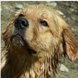 GrisuGolden's profile picture. Istruttore cinofilo - Istruttore clicker training