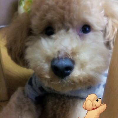 トイプードルのコロン On Twitter おはようございます 朝からコロンがゴキブリホイホイ喰わえて持ってきたs ゚d゚lll もーいたずらもここまできたら発狂だわぁーヽ D ノ