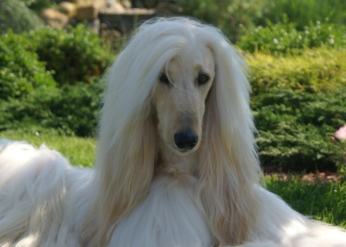 aquaafghans's profile picture. 