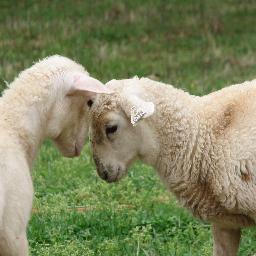 moemillienmolly's profile picture. Put a little paint on canvas, make soap, home made wine and grow many of our veggies and raise market lambs. All photos are mine and for my own entertainment :)