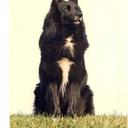 Dan Minnick - @belgians2 - Twitter