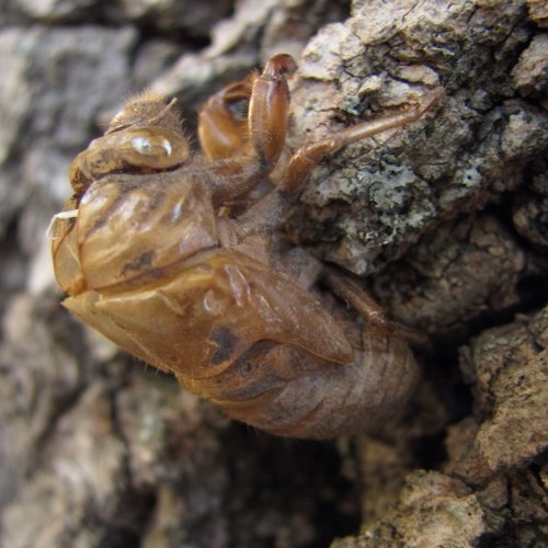 CicadaHusk's profile picture. 