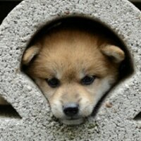 ゆう (@lonely_bluewolf) Twitter profile photo