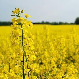 The Society of Chemical Industry Lipids Group brings together members interested in the science and technology of oils and fats in processing or nutrition