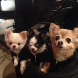 Lover not a Fighter || Handled by Carlene, a chihuahuaholic :o)
