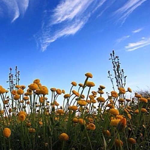 Hassahali1's profile picture. 