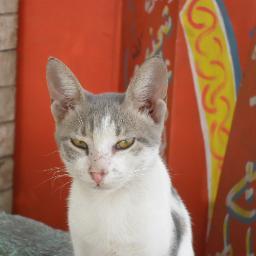 mishmishさんのプロフィール画像