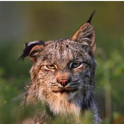 RFTaglia's profile picture. 