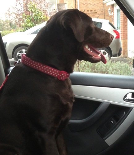 Officially the twitter account of my labrador, but I've hijacked it to talk about learning indie/hobby game development.