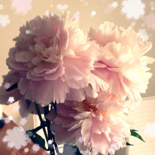 SmileYukico's profile picture. 