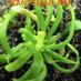 Popular Biology (@plantsmalrna) Twitter profile photo
