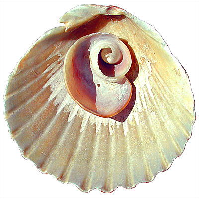 hamptonswellnes's profile picture. 