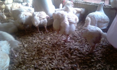 nuwofarms's profile picture. Nuwo farms is located in Abuja, Nigeria. We r into poultry, fishery, grass cutters, snails, etc. We supply at wholesale prices.
