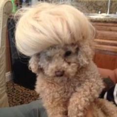 FozziDoggie's profile picture. I'm Gaga's Little Monster