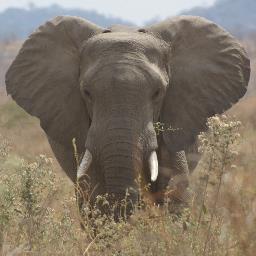 JSMaldonadoB's profile picture. Venezuelan, Conservationist, Cattle and Wild Life Farmer, Lawyer