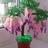 gtaslima's profile image