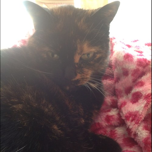 Sarah_Jo26's profile picture. Open water swimmer (mermaid wanna be!), triathlete (of sorts), home baker and Mer-mum to 2 mermaids!