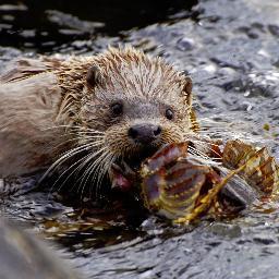 Usually Allison tweeting from Scottish highlands, loch side + private Island s/catering, otters, guided wildlife photography, peace! self drive + charter boats