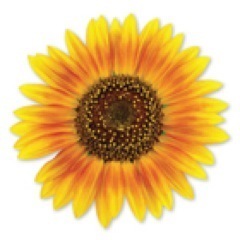 Sunflower Education is a publisher of creative educational materials for teachers, parents, and students.
