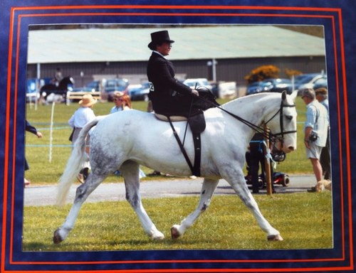BHS Reg'd Instructor & Groom, Horse sitter & mummy.