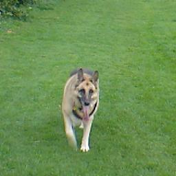 a very vocal GSD.who loves long walks with my best friend Eddie the Jack Russell Terrier .