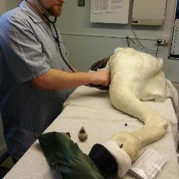 Qualified Veterinary Nurse and Metal Vocalist.
The oddest combination in the world.  
Truly Unique.