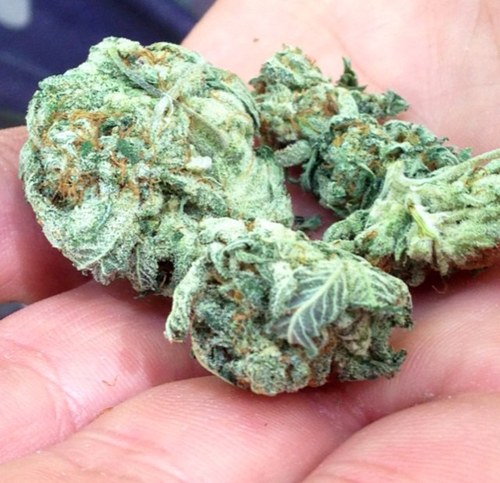 MedicinalMemory's profile picture. Keep your eyes low and your mind high.