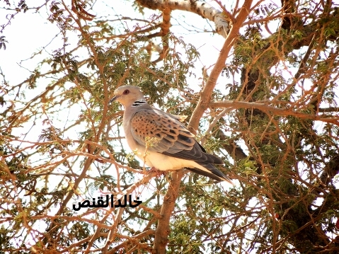 ‏هواي القنص والمكاشيت حسابي انستقرامkhalidalqans2