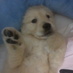 gizbonny (@gizbonny) Twitter profile photo