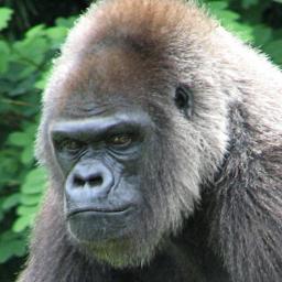 Equal Tours and Travel Safaris,  has arranged hundreds of customers’ safaris and holidays to East Africa.Uganda Kenya, Rwanda Tanzania.