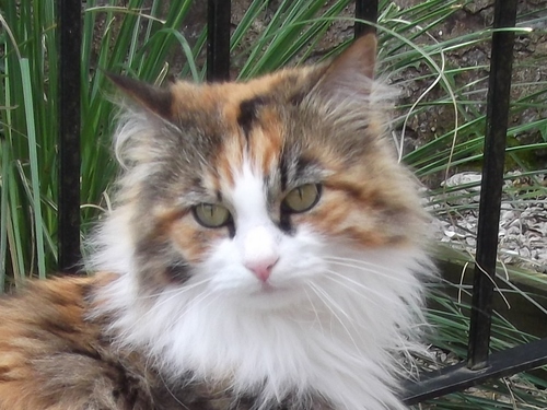 Worldwide Pet Zone is a pet information website. Visit us if you love pets and please like us on Facebook. Especially for owners, vets and pet care workers.