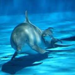 girlygirl38517's profile picture. like  puppies