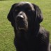 MattB (@ww1tommyatkins) Twitter profile photo