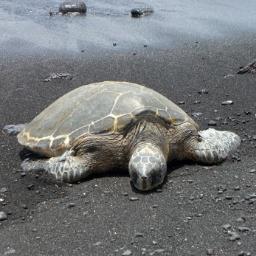 rlee2k's profile picture. I like words, sounds, and thinking about stuff