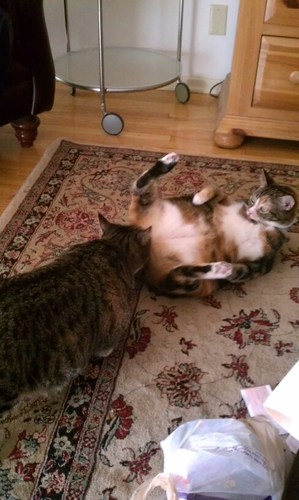 sniderman_dov's profile picture. 