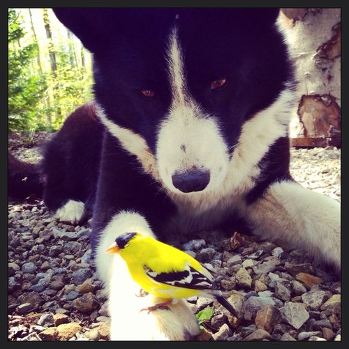 explorerbeardog's profile picture. explorering places with my Karelian Bear dogs!