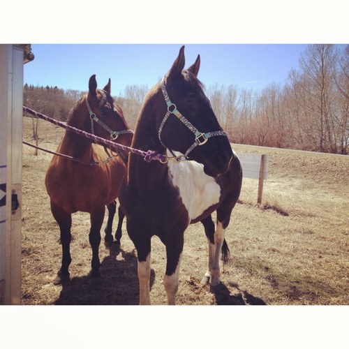 I compete in Barrel Racing, Pole Bending, and Breakaway! I tweet everything Rodeo and my header and avi are my horses ;)