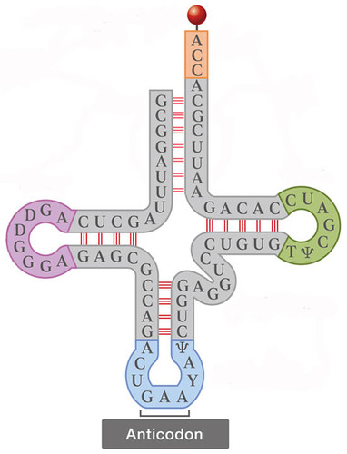 Interested in Health Science by Molecular Genetics