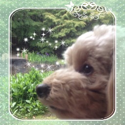 原発反対！犬好き。フランス好き。オシャレ好き。本好き。感謝の気持ちと怒る勇気を大切に。