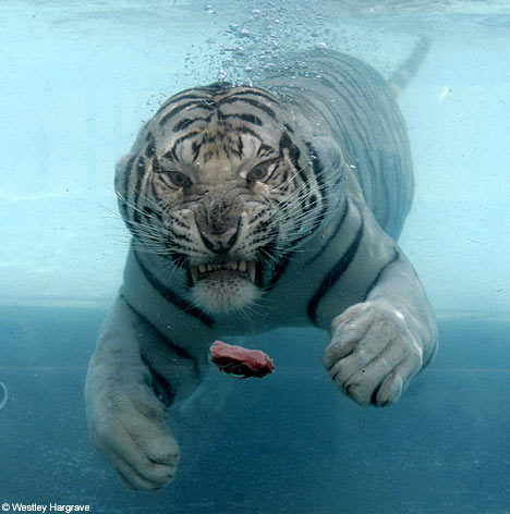 Bigcat_bkb's profile picture.