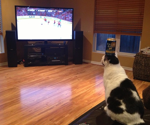 I'm the furriest and funniest NHL fan in the world! #FuelledByPassion (and catnip) Go Jets Go!!