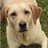SanditonPets's profile image