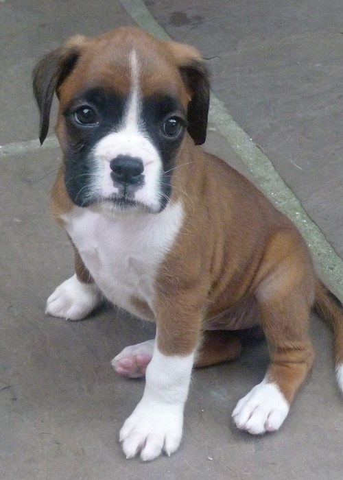 angelicstar123's profile picture. 