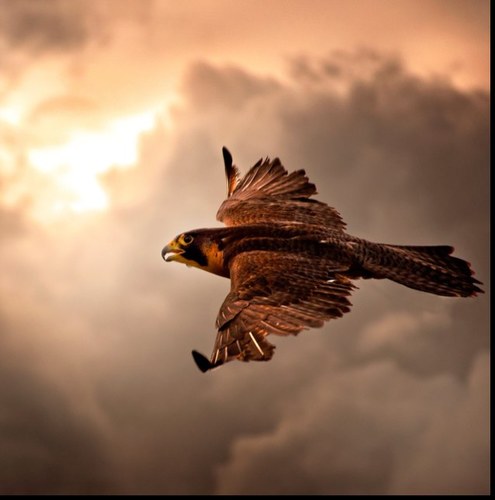 小萝卜头