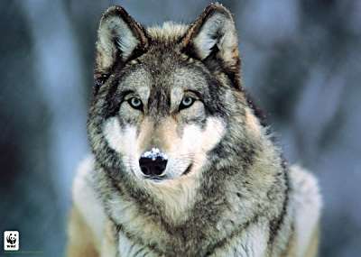 Coastal Wolf Pack Profile