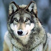 Coastal Wolf Pack(@CoastalWolfPack) 's Twitter Profile Photo