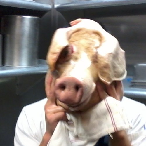 chefshi's profile picture. 